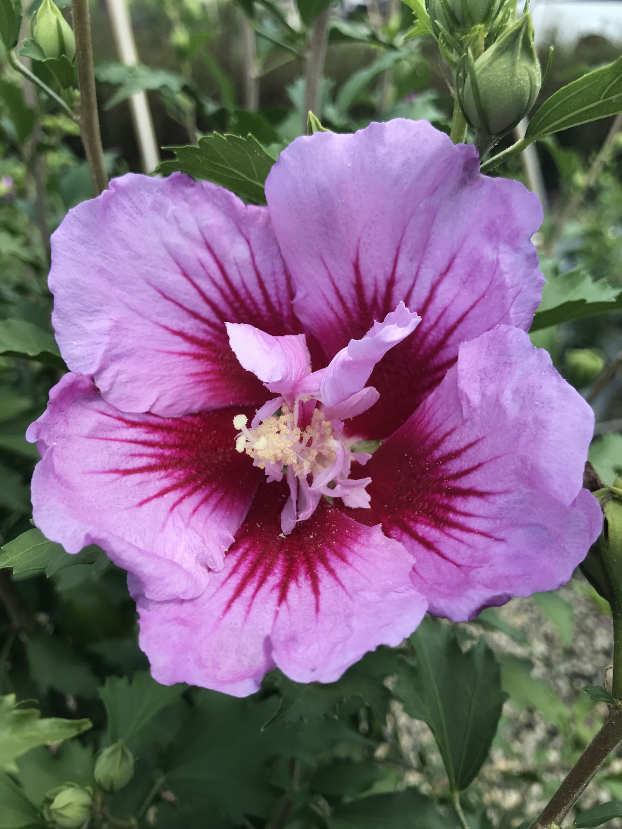 Hibiscus
